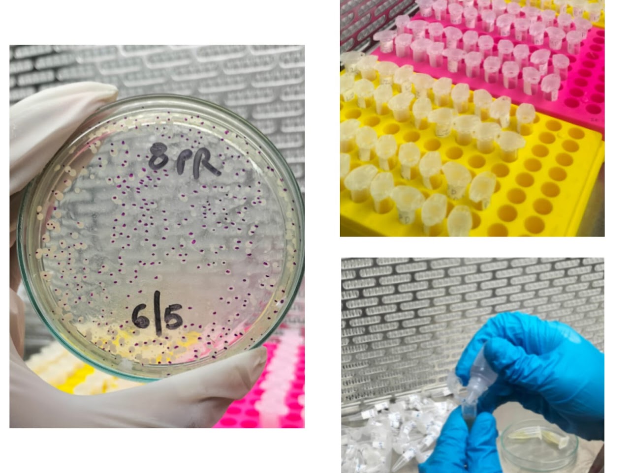 Bench work — plated bacterial culture, micro-tube racks, sample handling